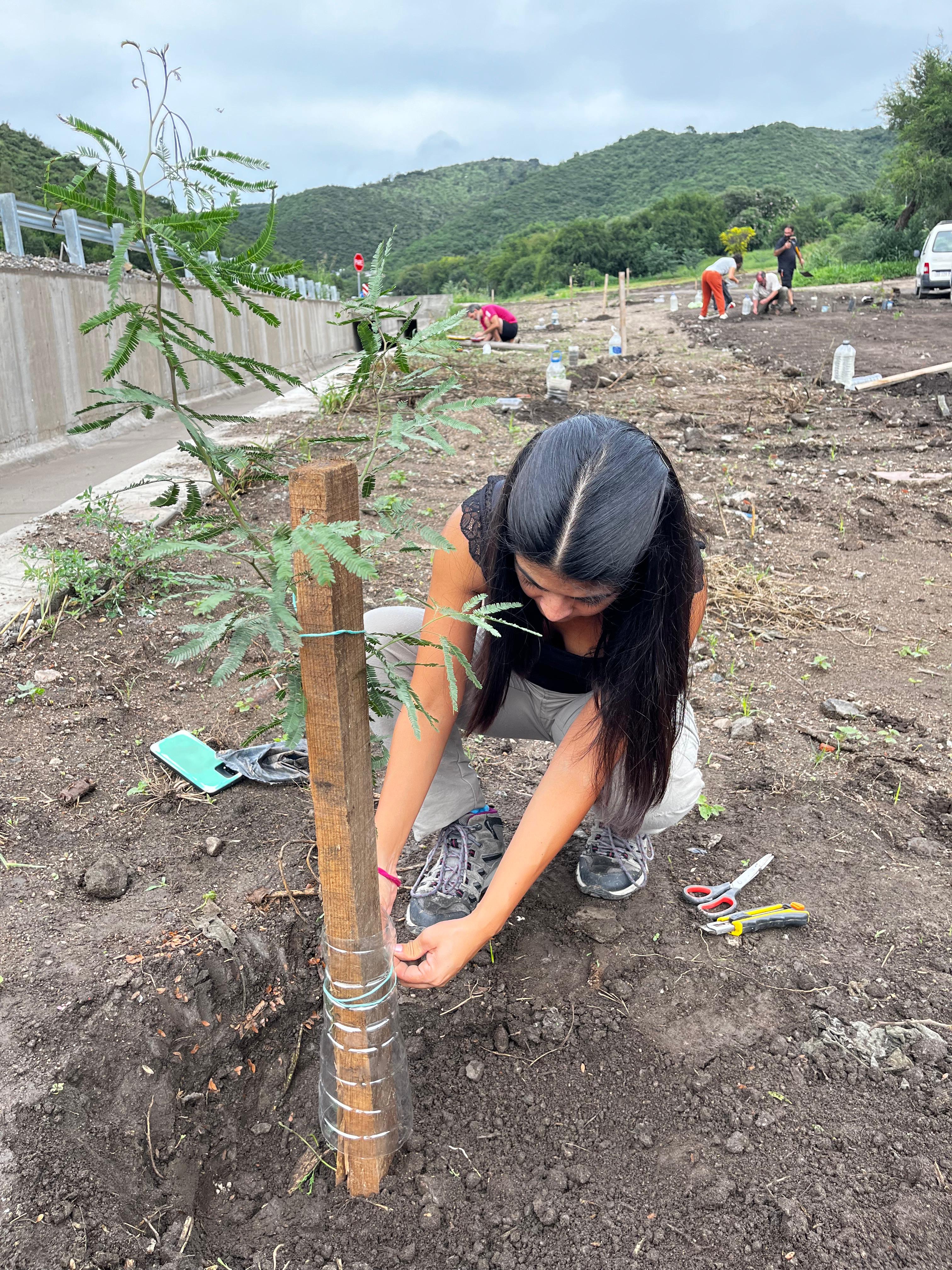 reforestacion